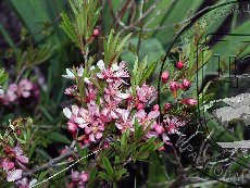 Миндаль низкий (бобовник) 001